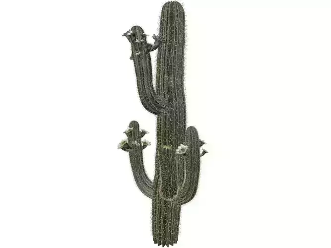 Saguaro Cactus Plant - 06 -