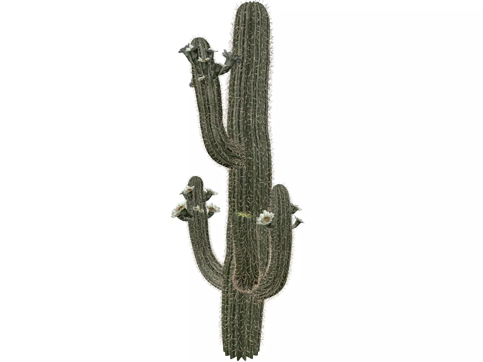 Saguaro Cactus Plant - 06 - 3D model_0