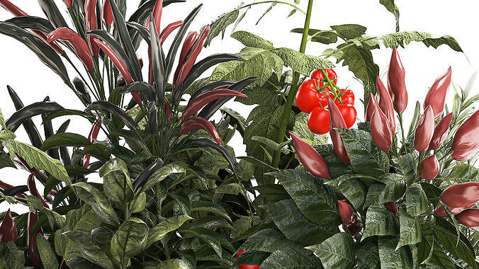 Bouquet of kitchen herbs and vegetables vase tomato pepper  3D model 7