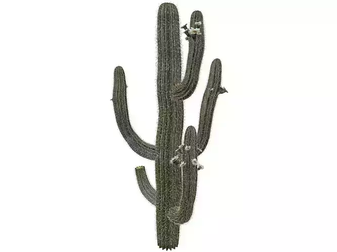 Saguaro Cactus Plant - 07 -
