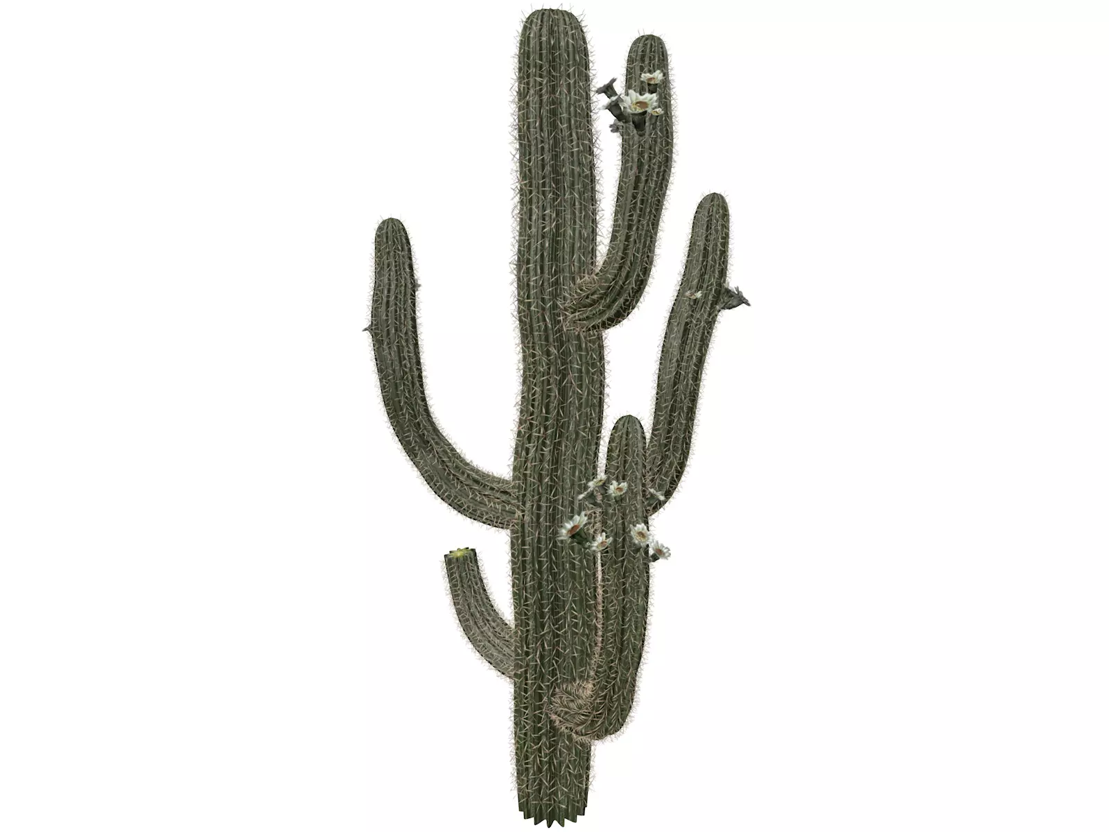 Saguaro Cactus Plant - 07 - 3D model_0