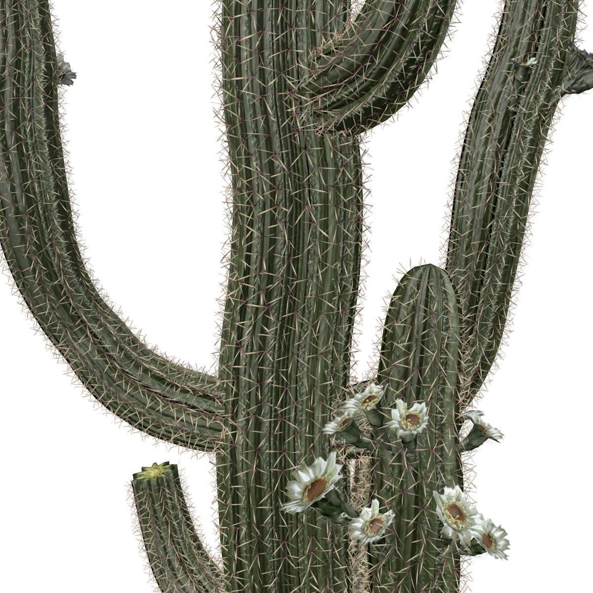 Saguaro Cactus Plant - 07 - 3D model_3