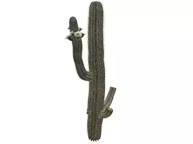 Saguaro Cactus Plant - 08 -
