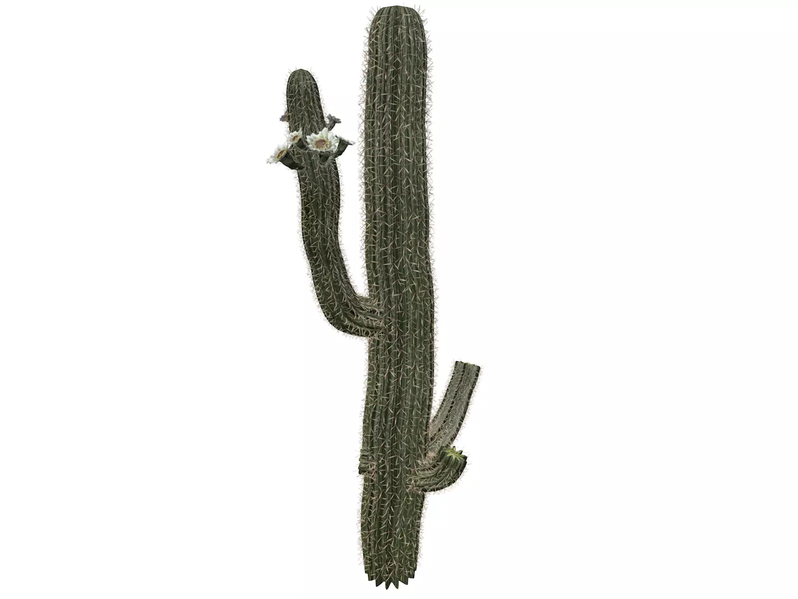 Saguaro Cactus Plant - 08 - 3D model_0