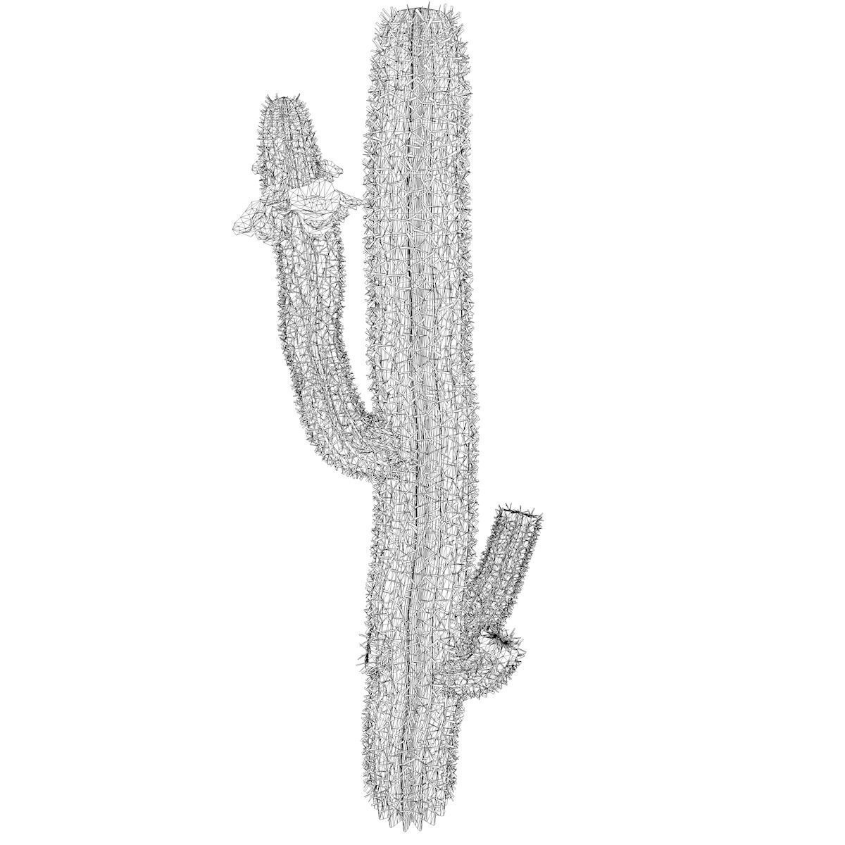 Saguaro Cactus Plant - 08 - 3D model_2