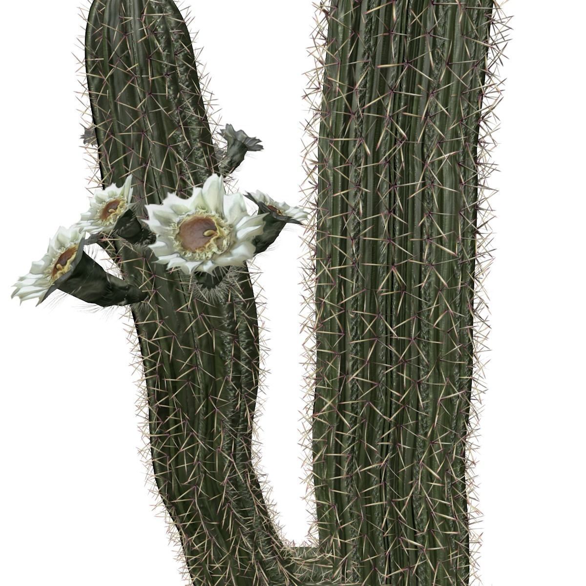 Saguaro Cactus Plant - 08 - 3D model_3