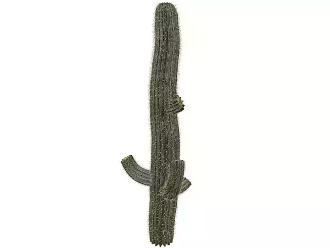 Saguaro Cactus Plant - 09 - 3D model
