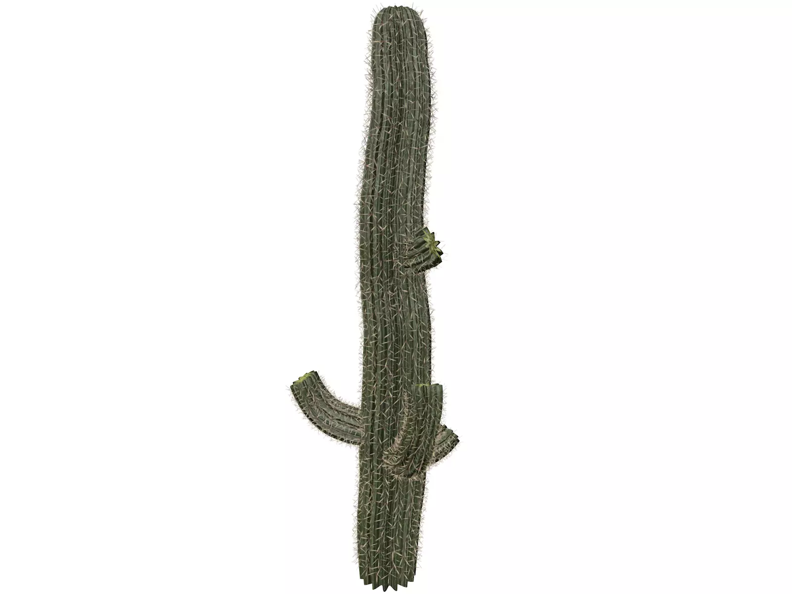 Saguaro Cactus Plant - 09 - 3D model_0