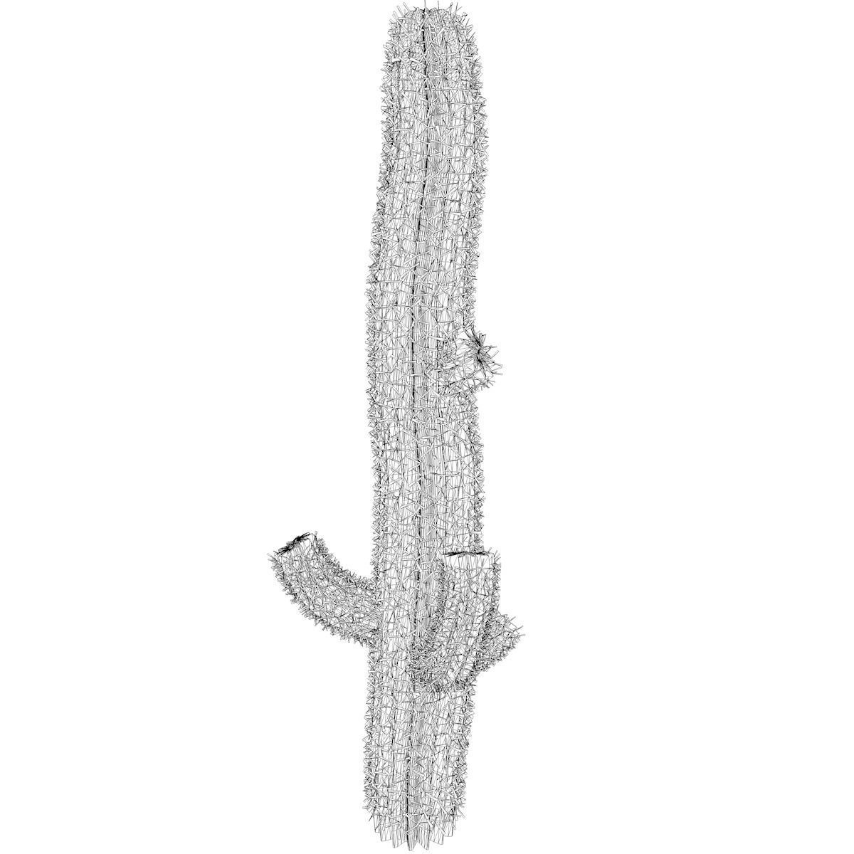 Saguaro Cactus Plant - 09 - 3D model_2