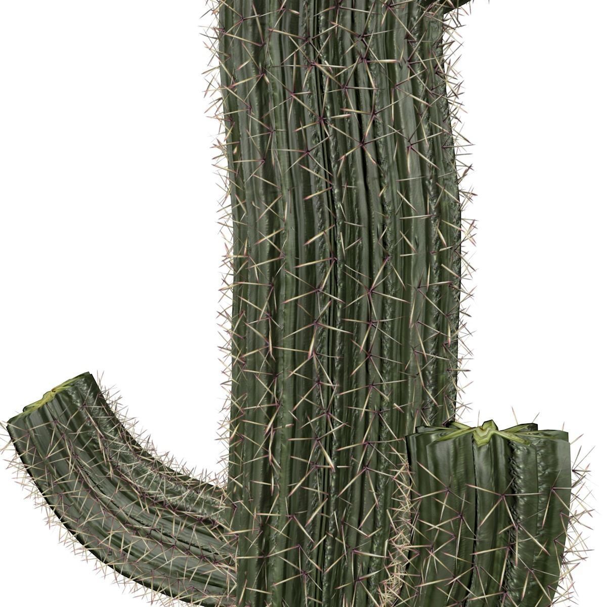 Saguaro Cactus Plant - 09 - 3D model_3