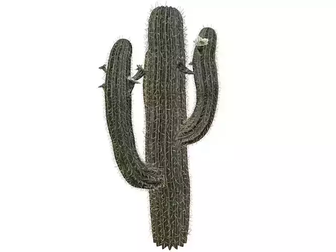 Saguaro Cactus Plant - 10 -
