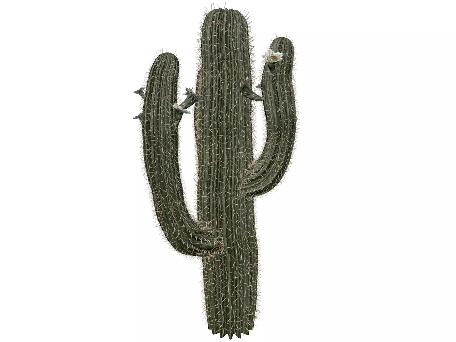 Saguaro Cactus Plant - 10 - 3D model_0