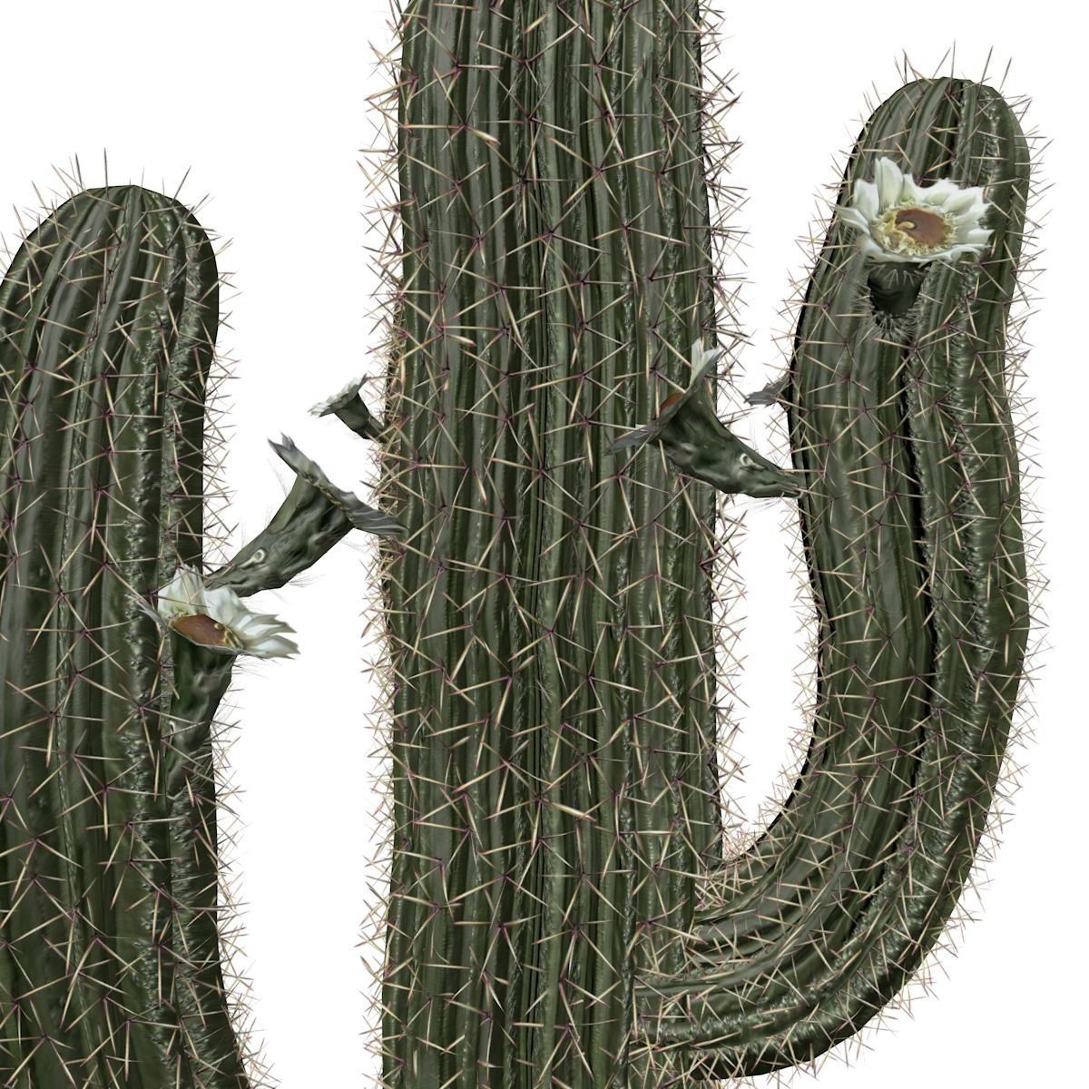 Saguaro Cactus Plant - 10 - 3D model_3
