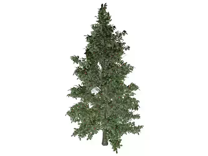 American Holly Tree - 01 -