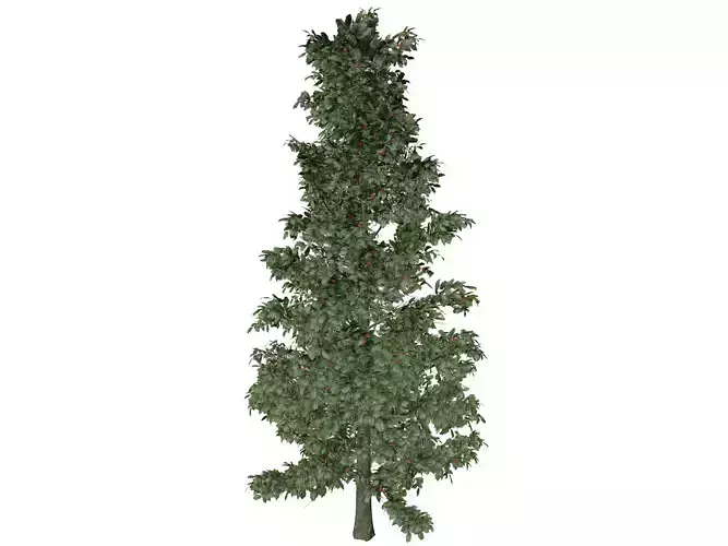 American Holly Tree - 02 -