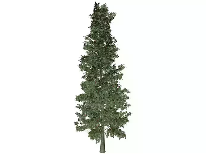 American Holly Tree - 03 -