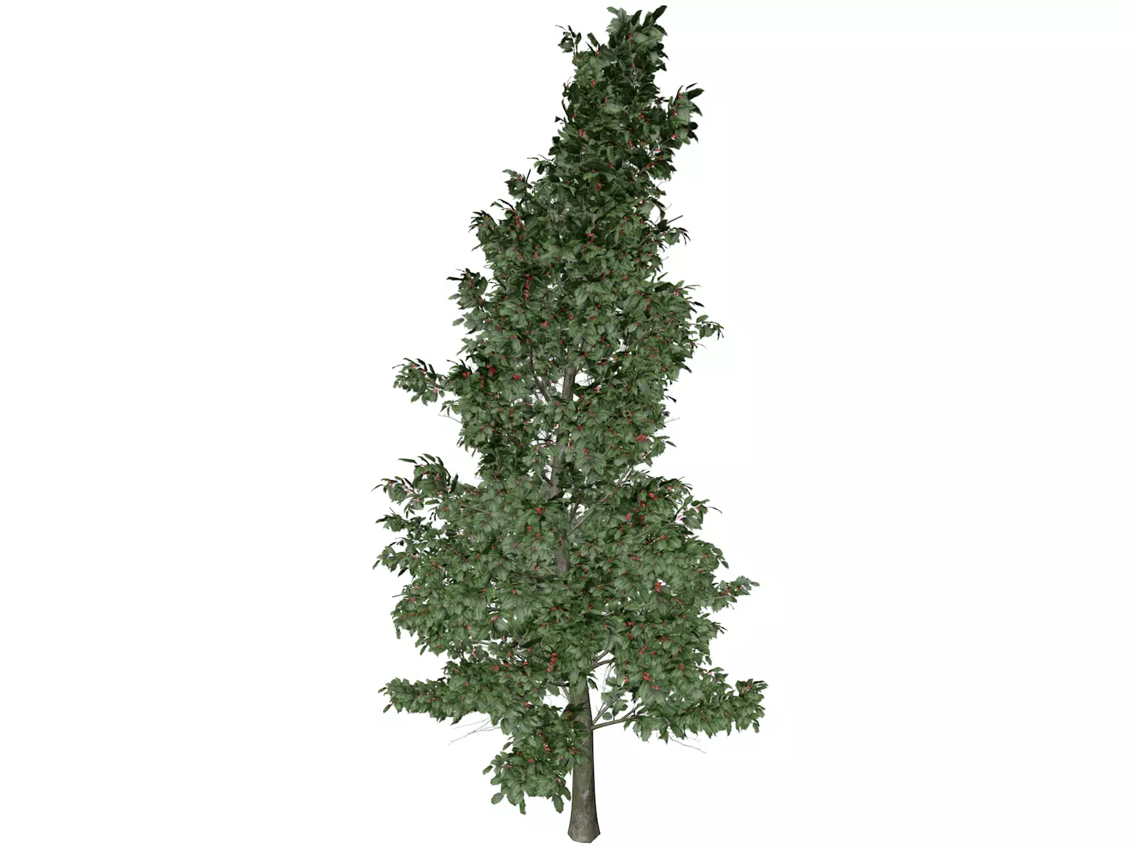 American Holly Tree - 04 - 3D model_0