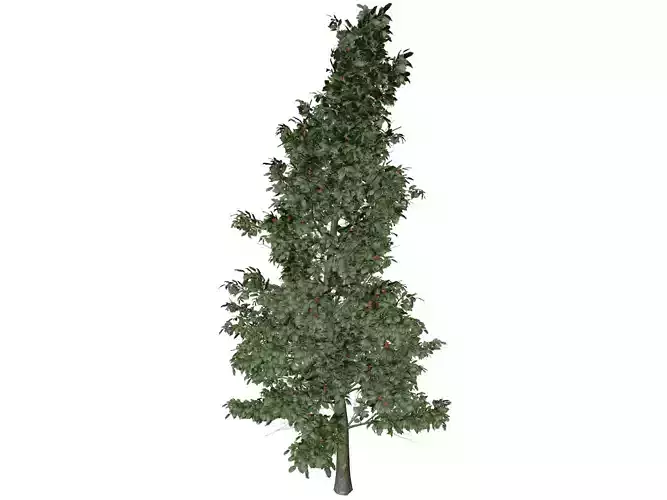 American Holly Tree - 04 -