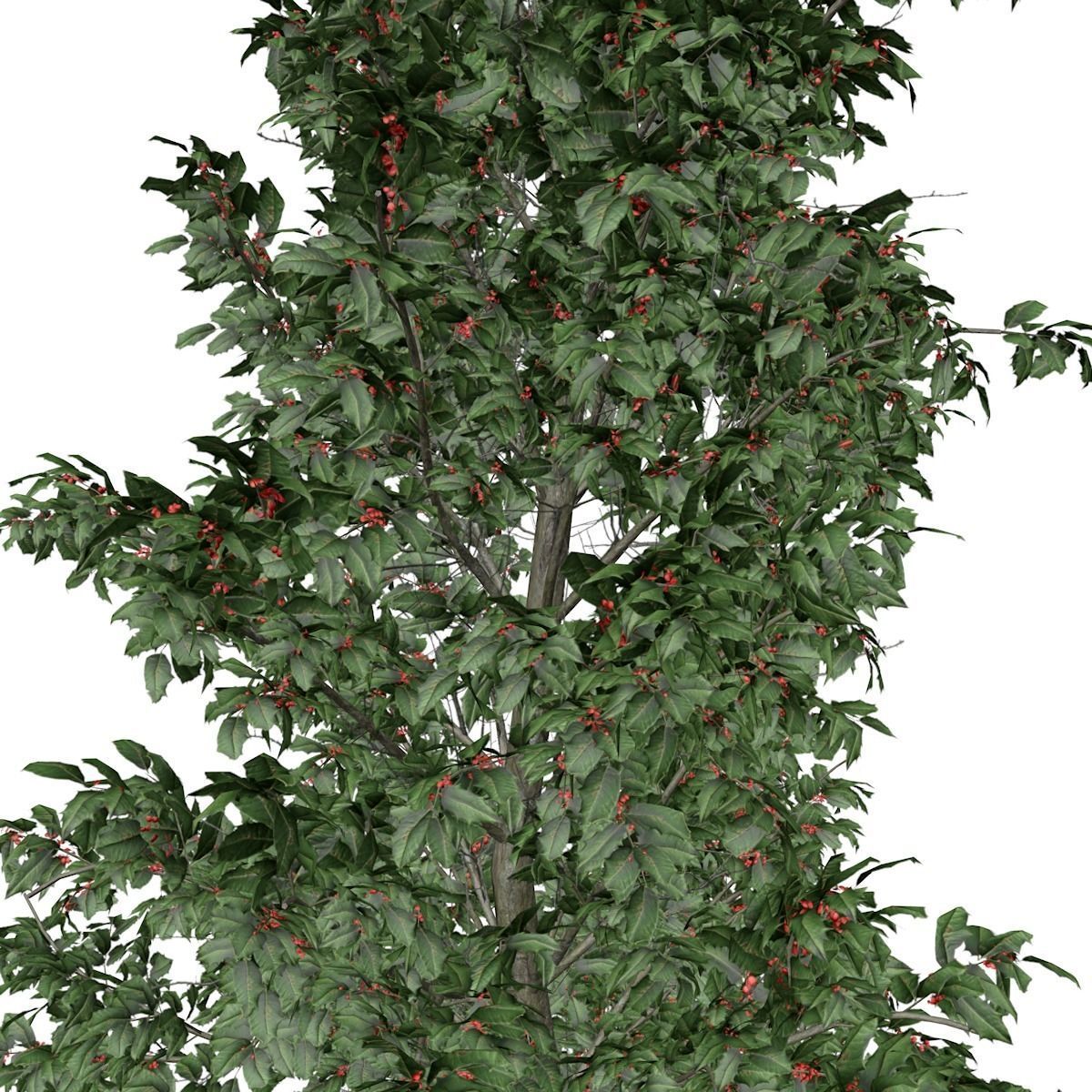 American Holly Tree - 04 - 3D model_2