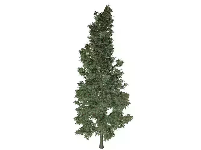American Holly Tree - 05 -