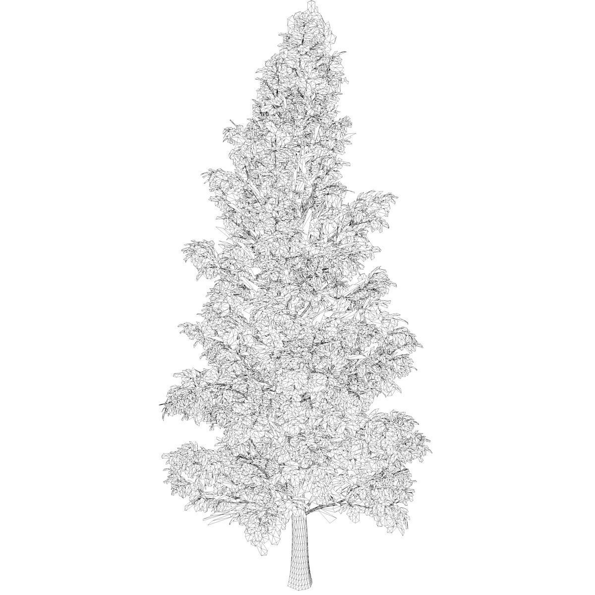 American Holly Tree - 06 - 3D model_1