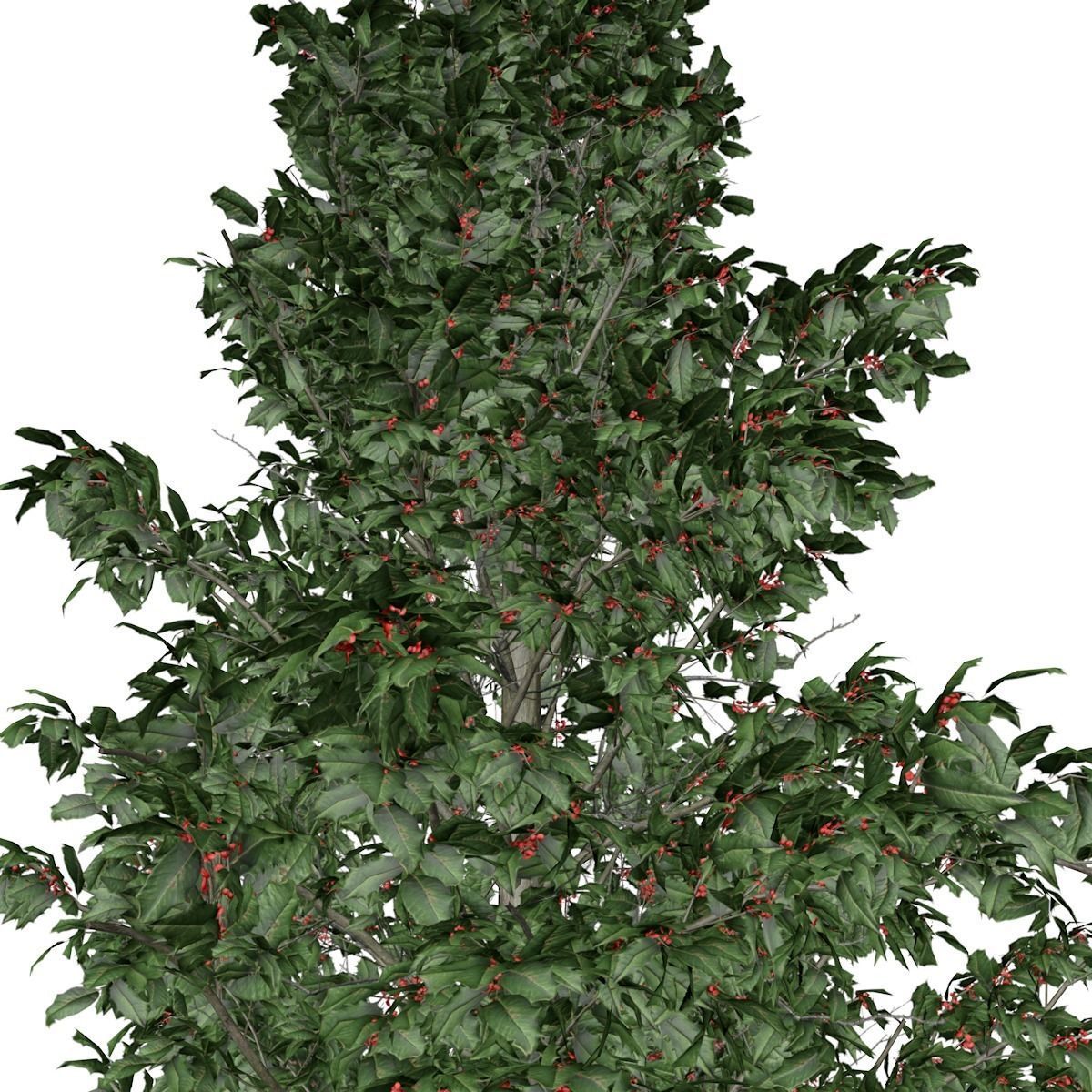 American Holly Tree - 06 - 3D model_2