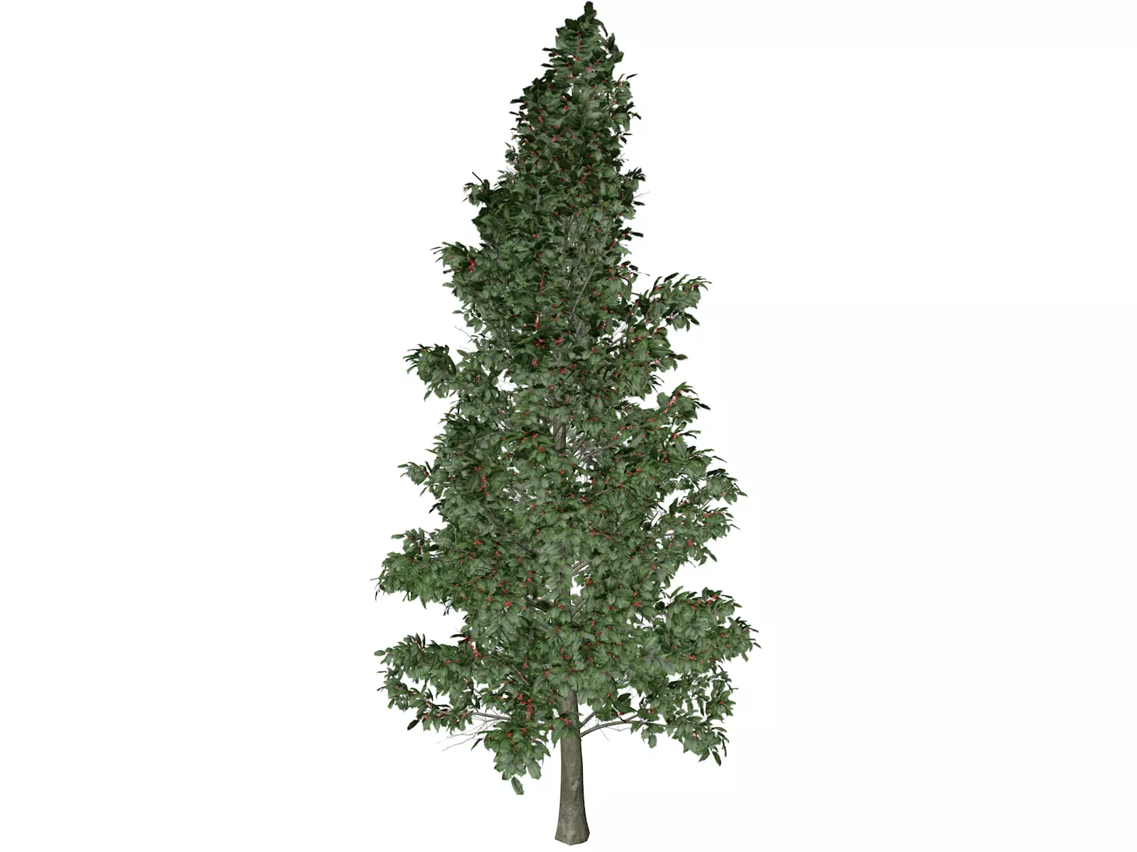 American Holly Tree - 06 - 3D model_0