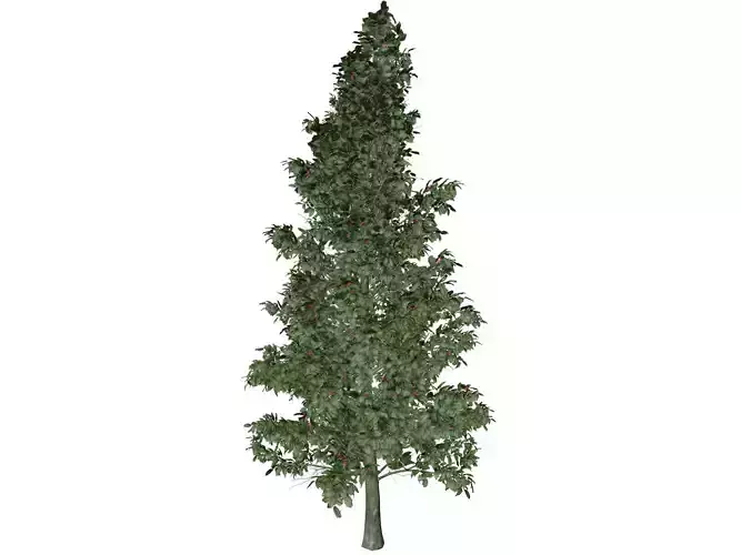 American Holly Tree - 06 -