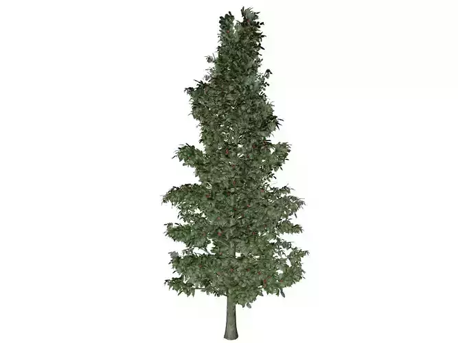 American Holly Tree - 07 -