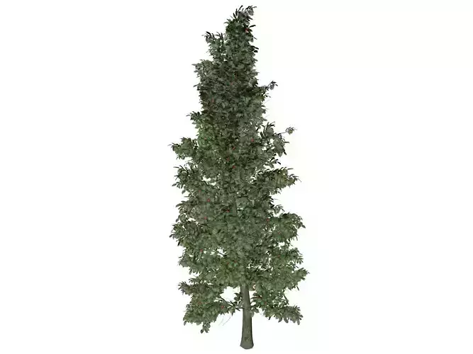 American Holly Tree - 08 -