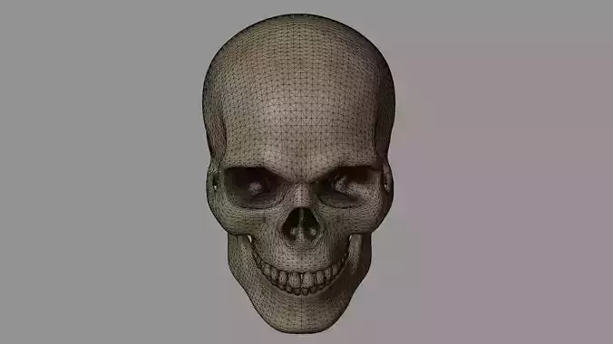 Human Skull