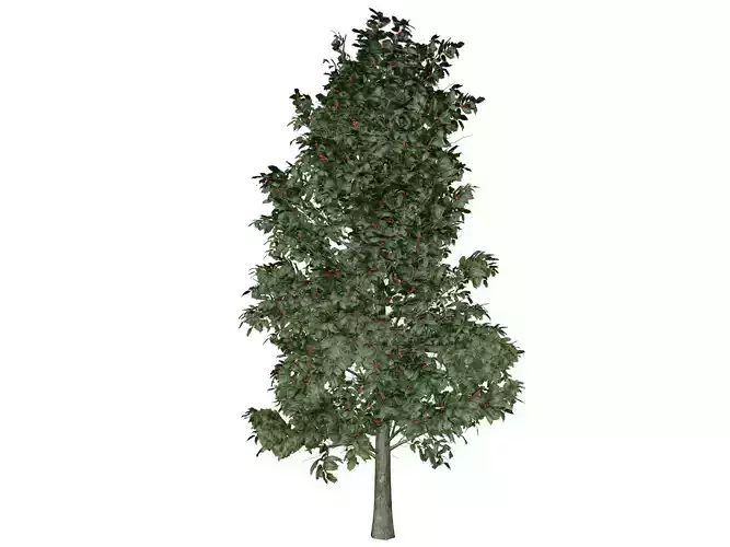 American Holly Tree - 09 -