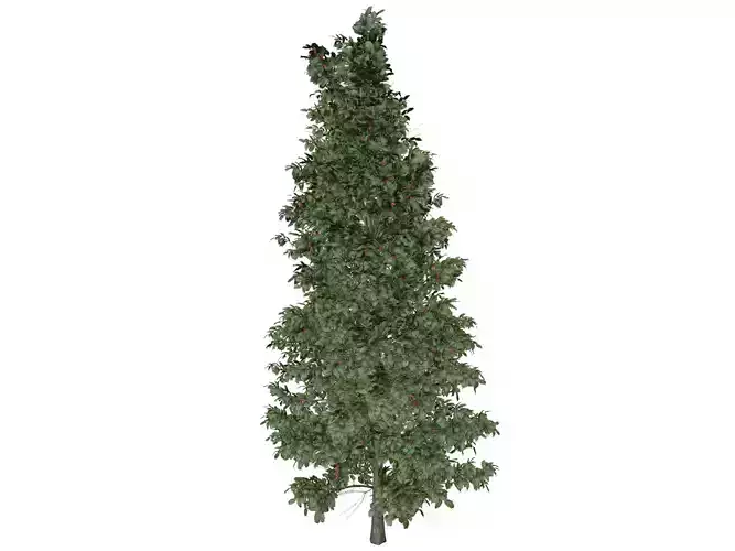 American Holly Tree - 10 -