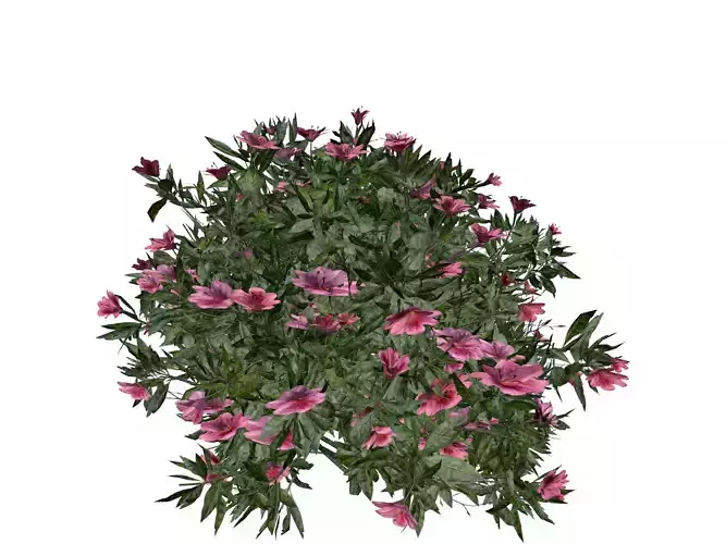 Azalea Shrub with pink flowers - 01 -