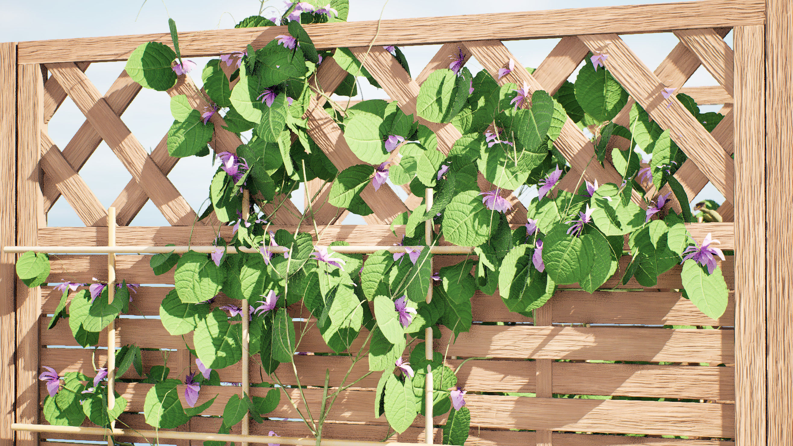 evergreen Dutchman Pipe vine 3d model Low-poly 3D model_5