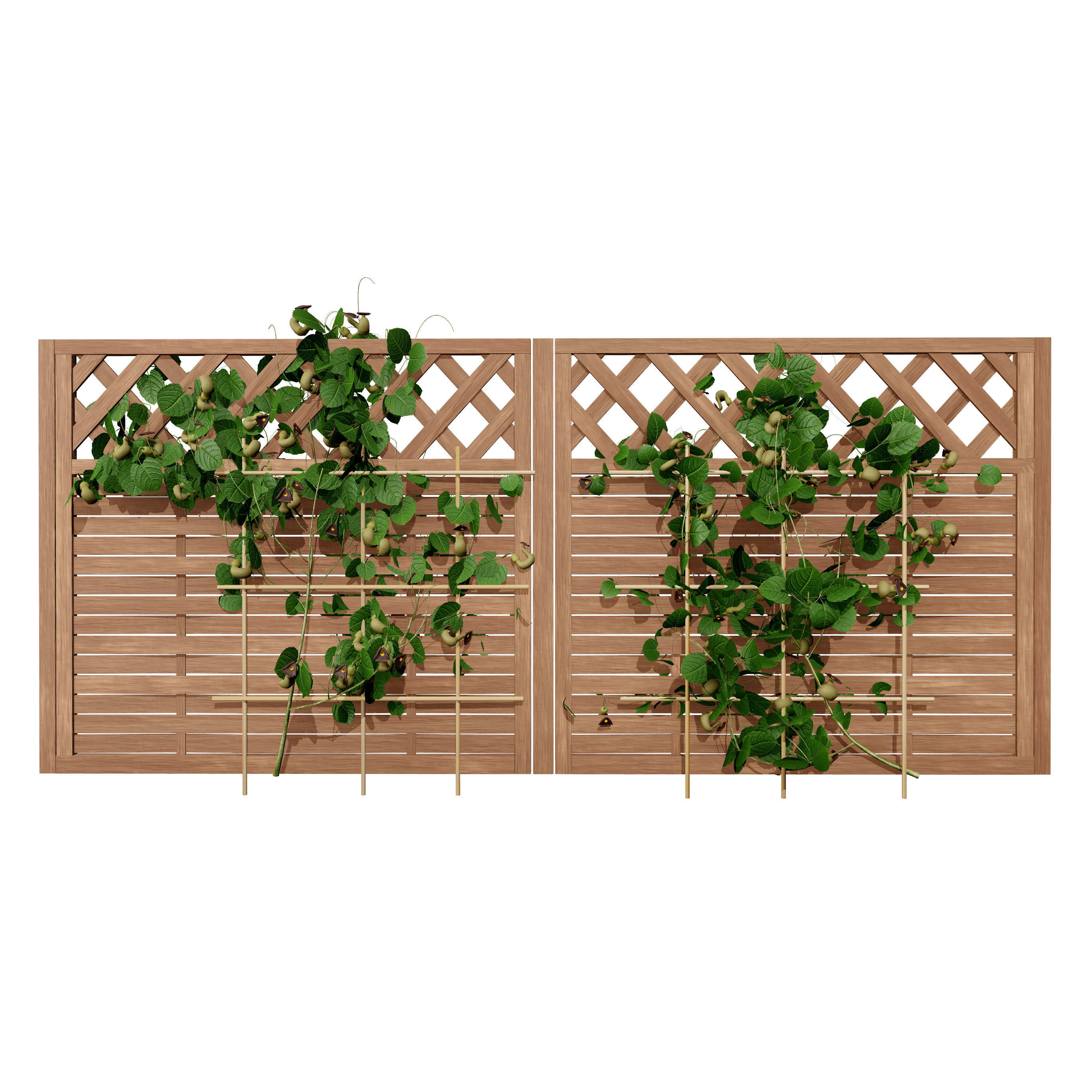 evergreen Dutchman Pipe vine 3d model Low-poly 3D model_10