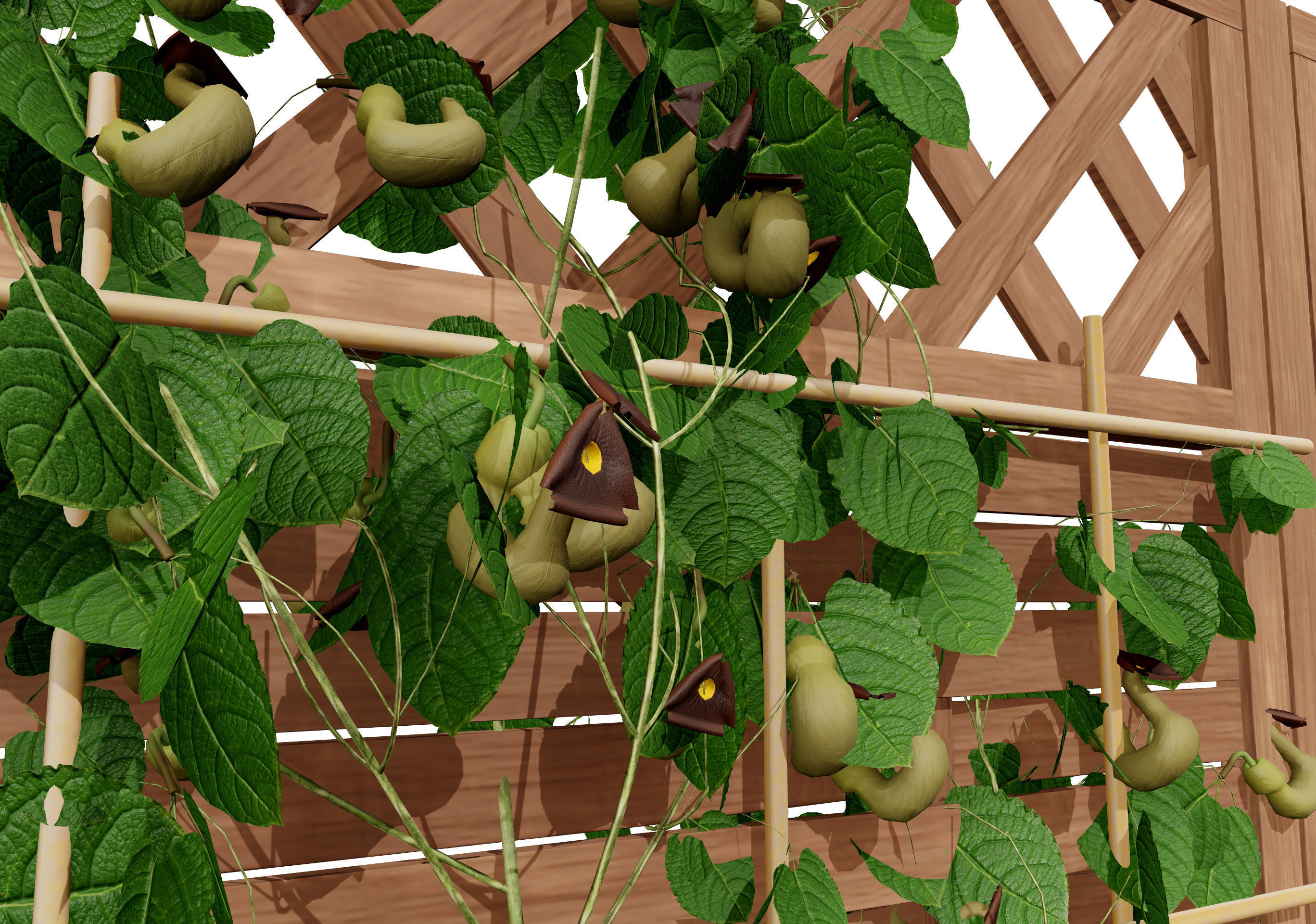 evergreen Dutchman Pipe vine 3d model Low-poly 3D model_11