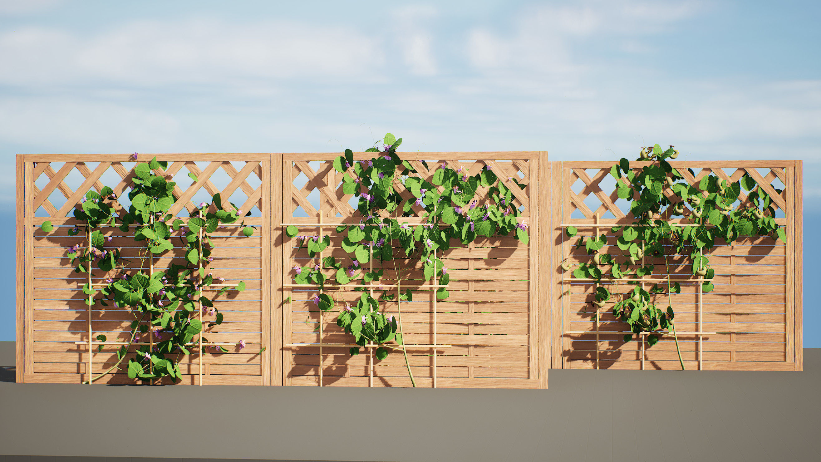 evergreen Dutchman Pipe vine 3d model Low-poly 3D model_7
