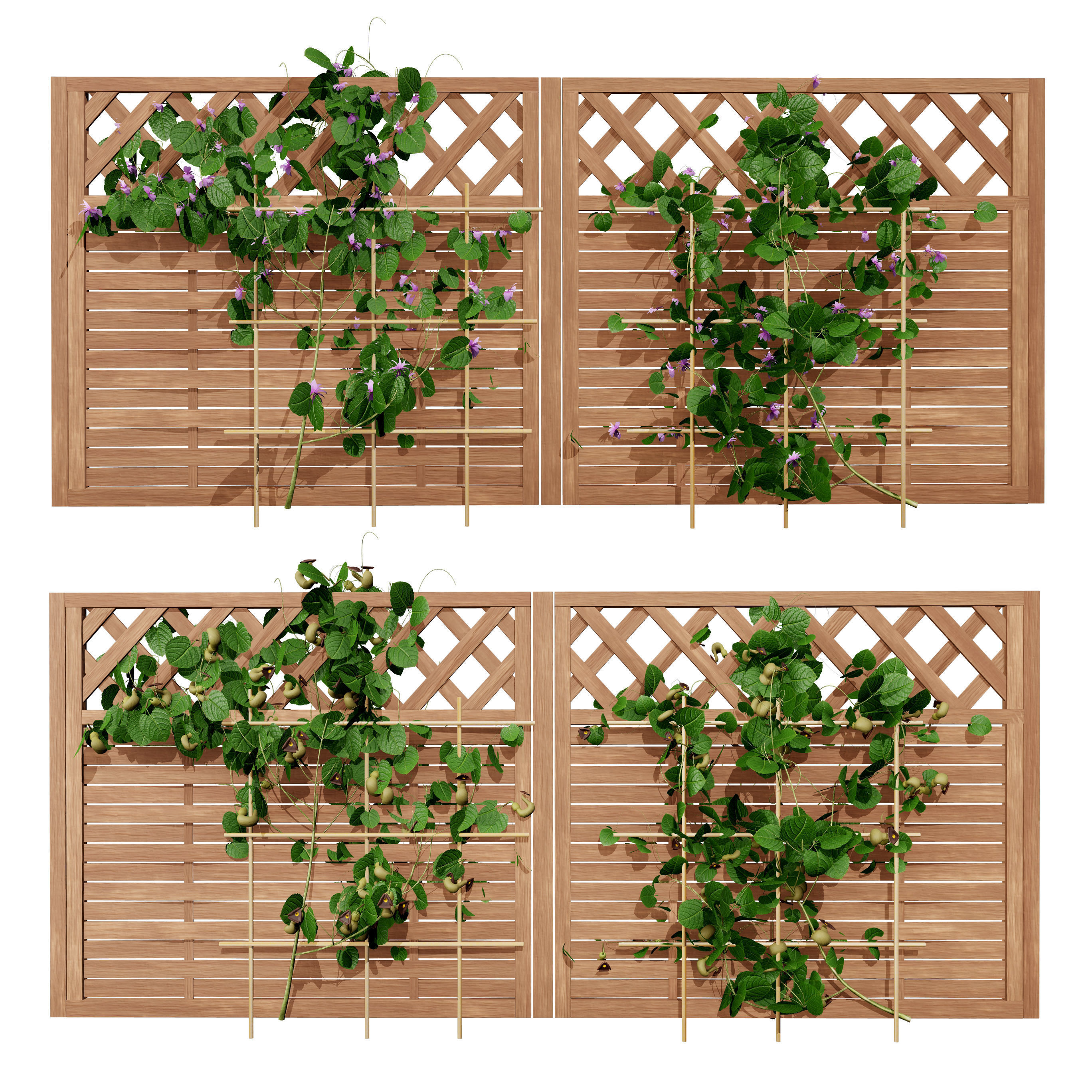 evergreen Dutchman Pipe vine 3d model Low-poly 3D model_13