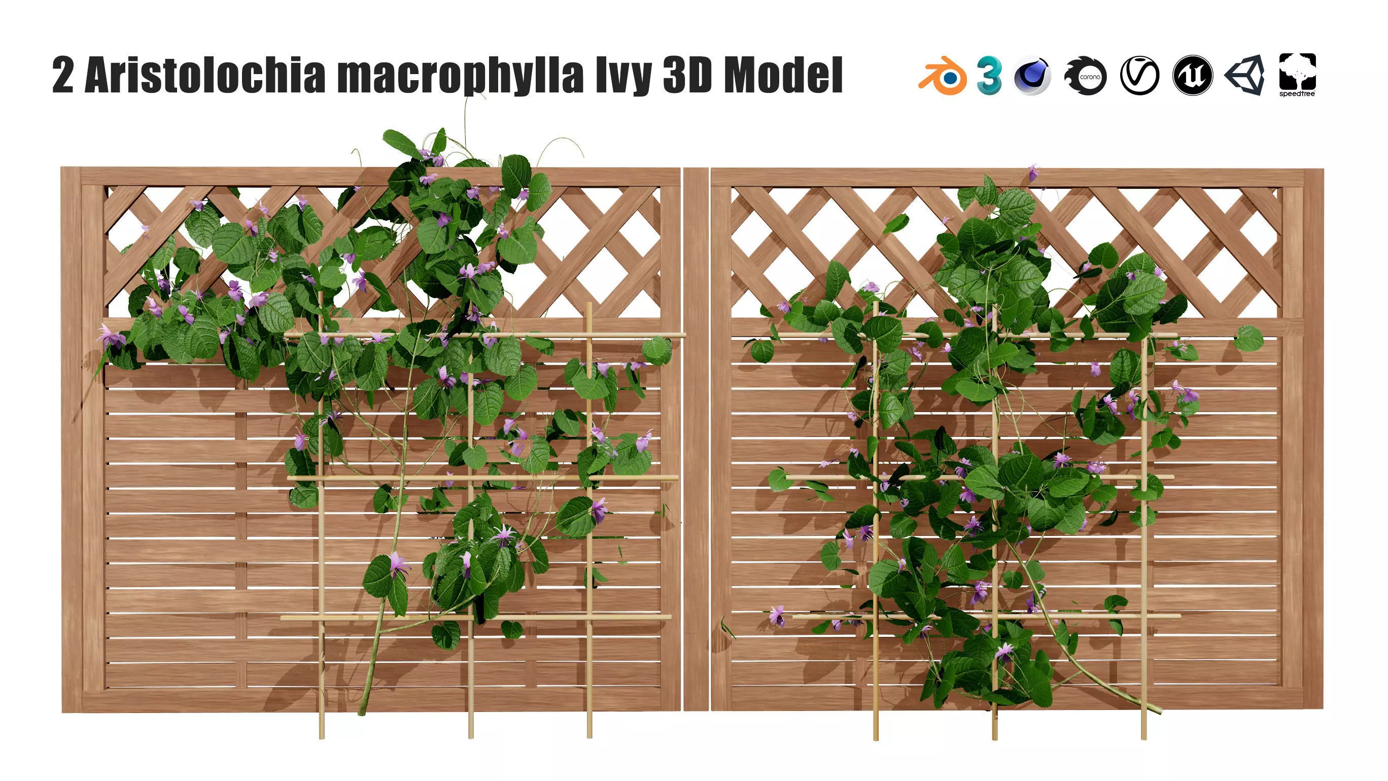 evergreen Dutchman Pipe vine 3d model Low-poly 3D model_0