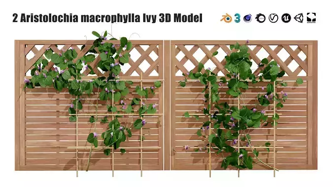 evergreen Dutchman Pipe vine 3d model Low-poly 3D model