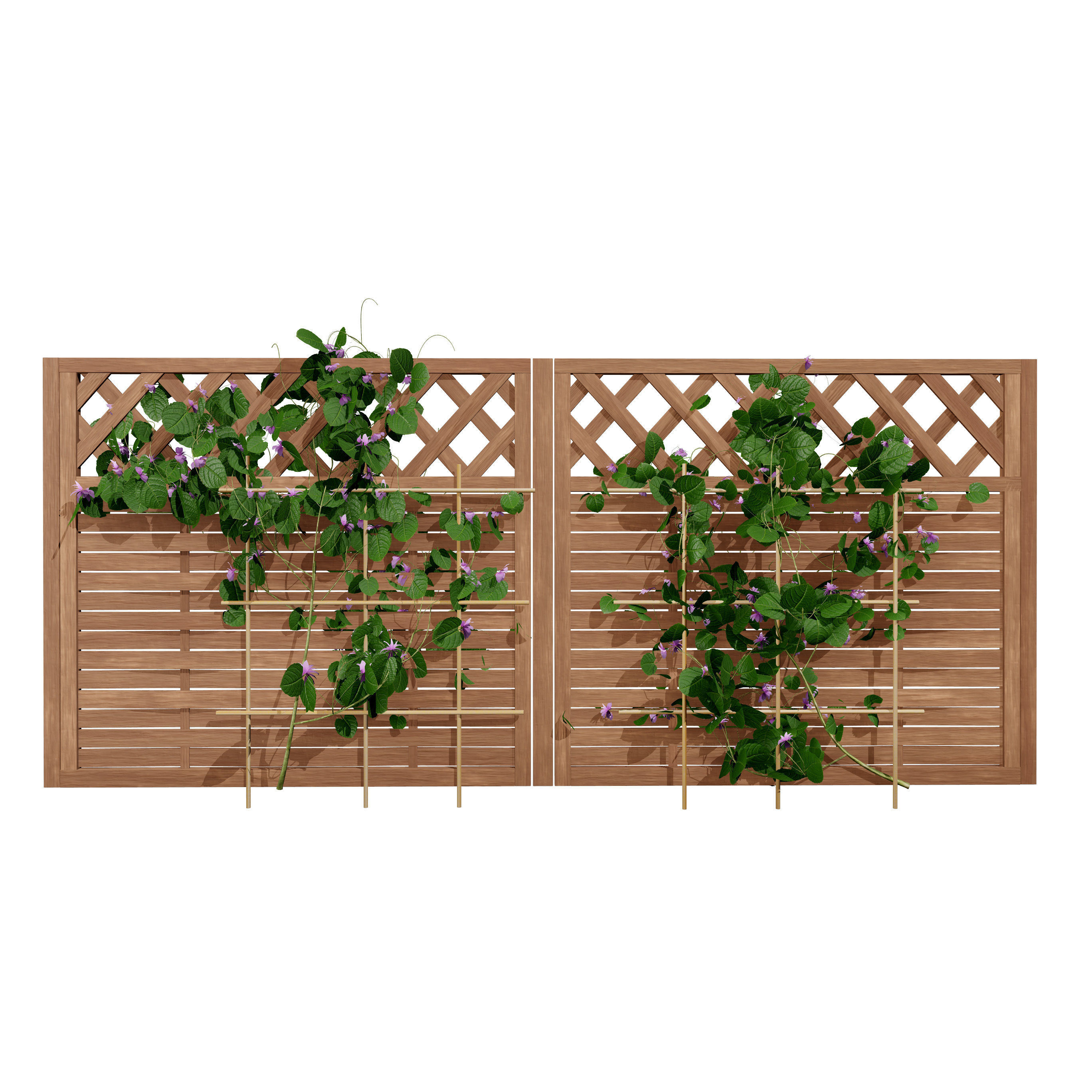 evergreen Dutchman Pipe vine 3d model Low-poly 3D model_8