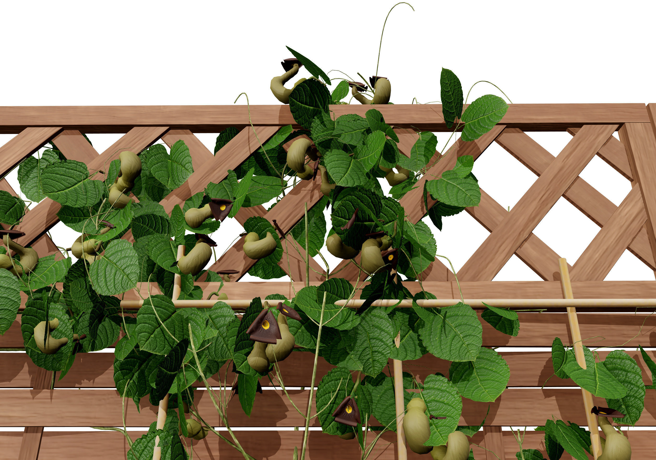 evergreen Dutchman Pipe vine 3d model Low-poly 3D model_3