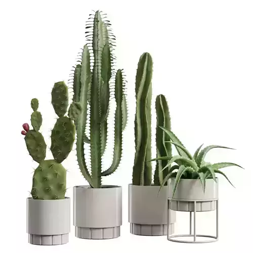 Indoor Plants Pack 63