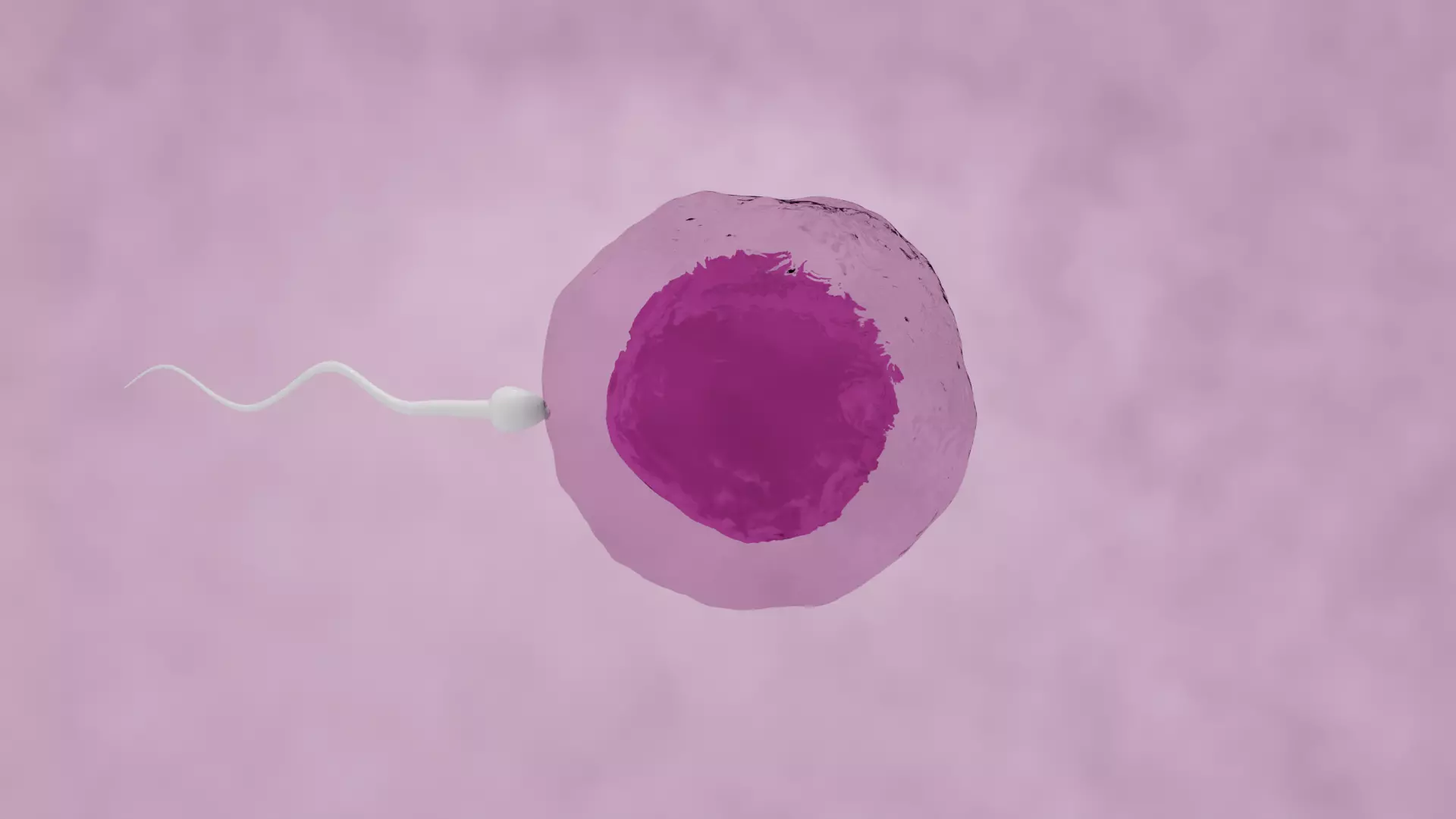 Human sperm egg fertilization animation  3D model_0