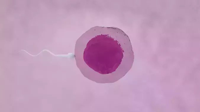 Human sperm egg fertilization animation  3D model
