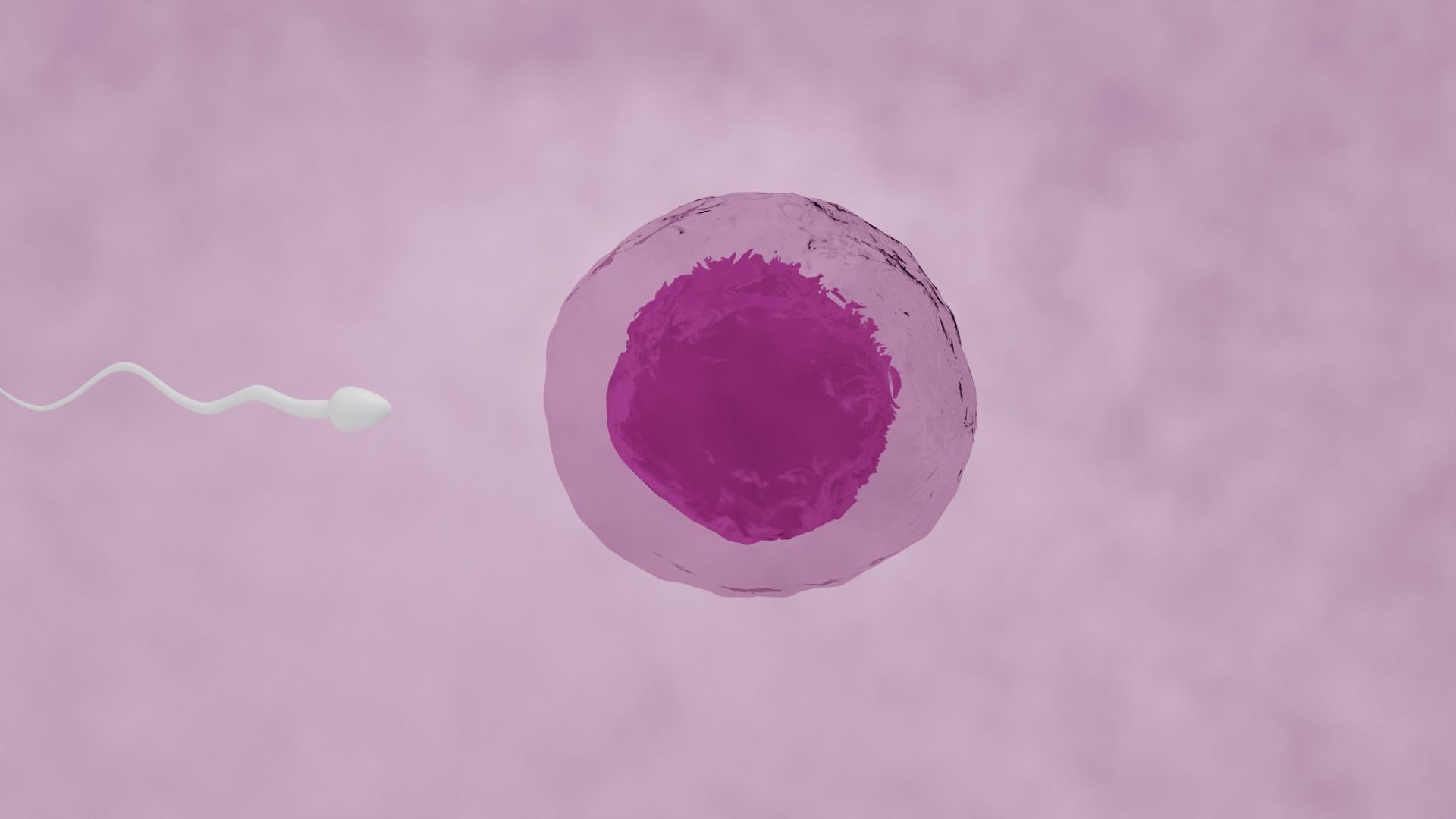 Human sperm egg fertilization animation  3D model_1