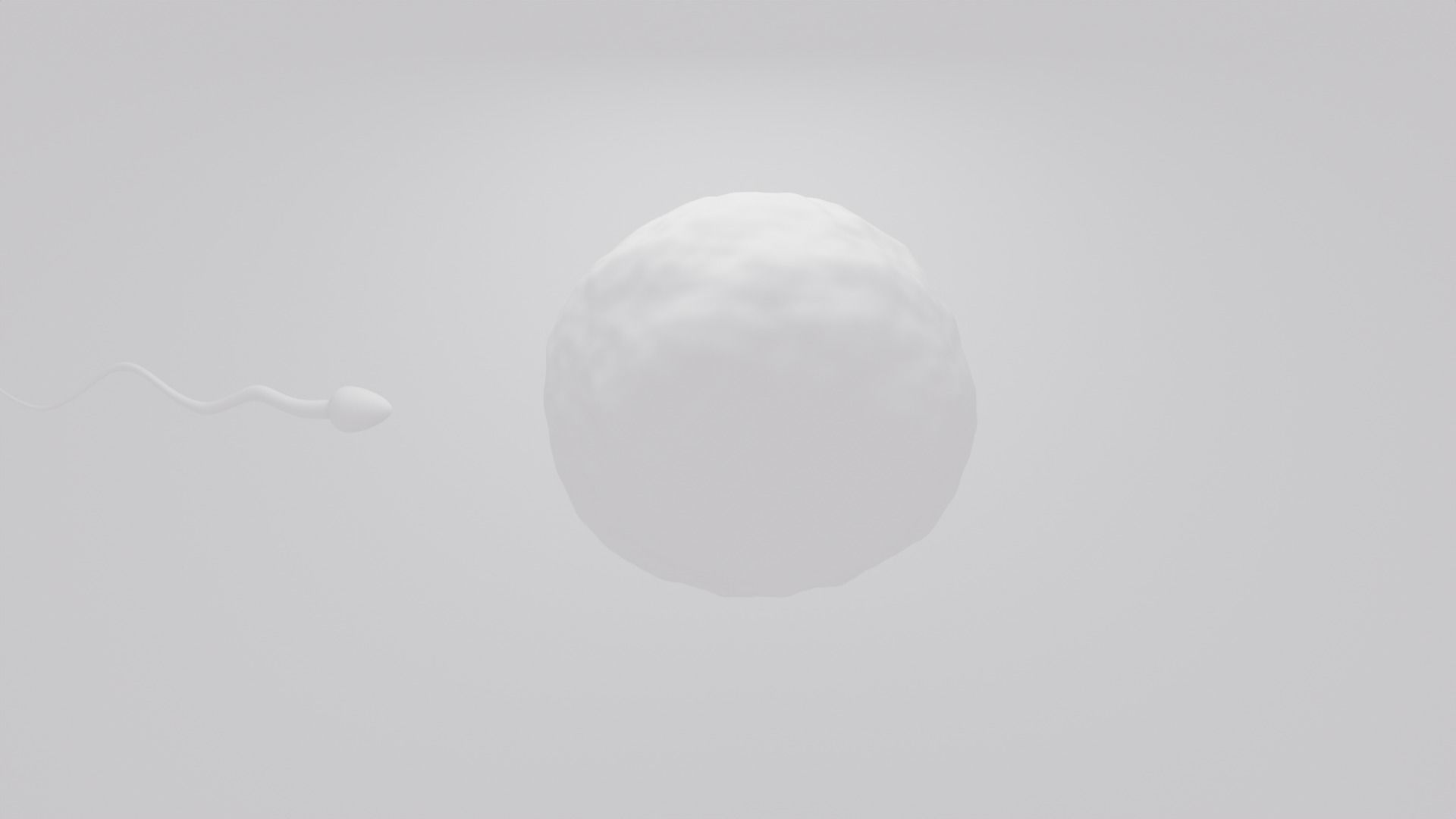 Human sperm egg fertilization animation  3D model_2