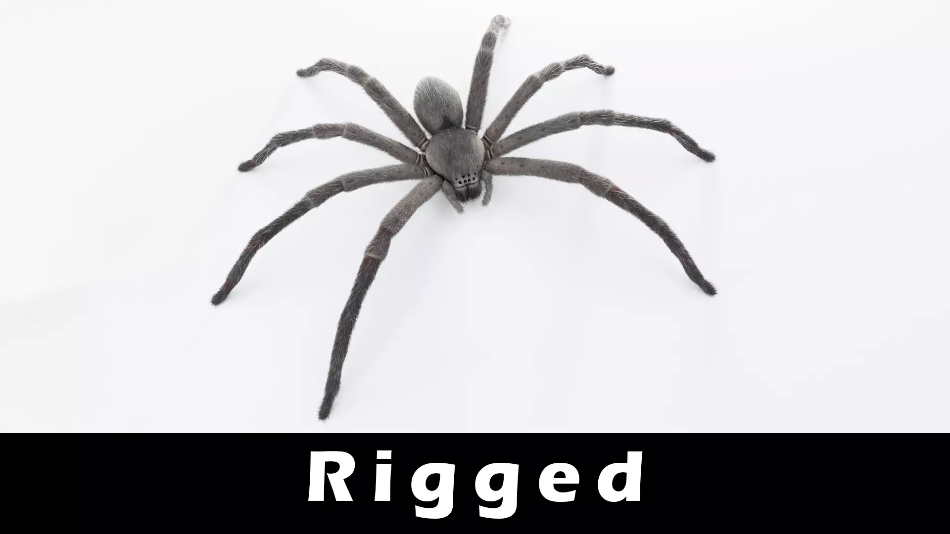 Huntsman Spider Low-poly 3D model