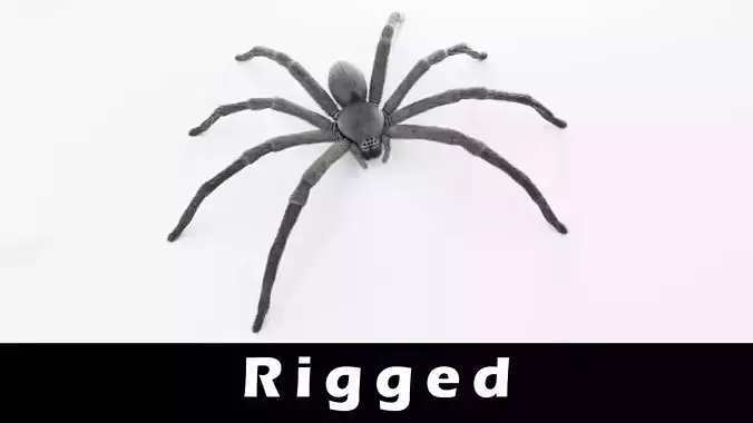 Huntsman Spider Low-poly 3D model